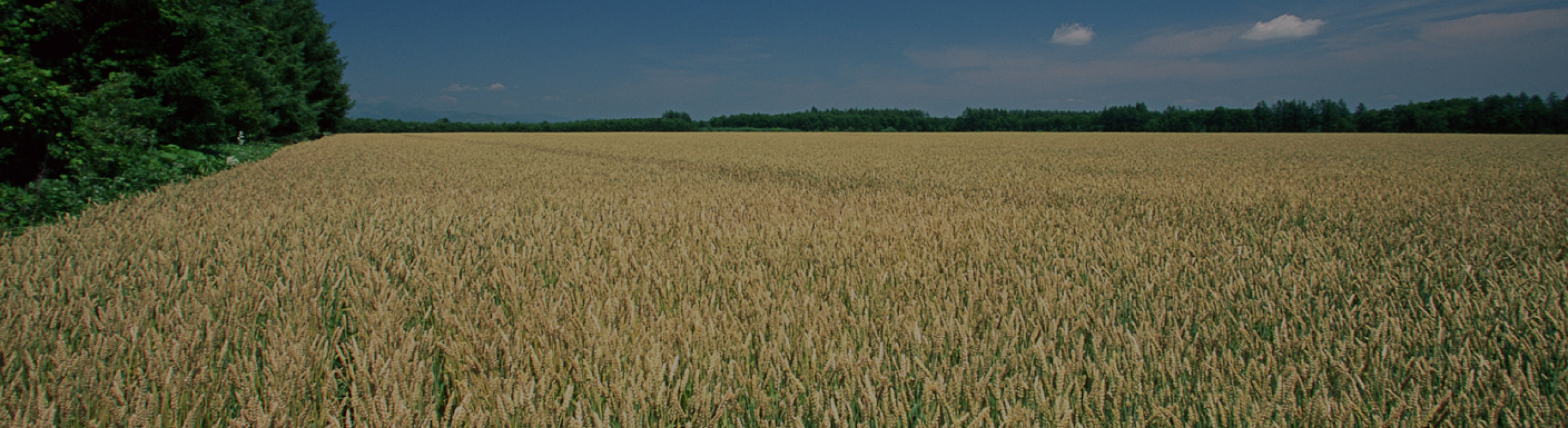 金吾堂製菓のものづくり